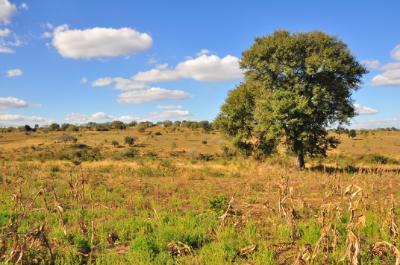 Traditional communal land use combines communal grazing (background) and low input-low output cropping.